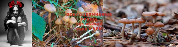 mdpv Ачинск